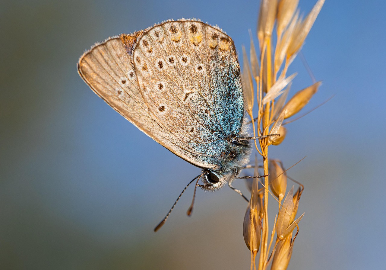 common blue, polyommatus icarus, meadow, flowerbed, lepidoptera, vibrant color, beauty in nature, butterfly - insect, fragility, biology, orange color, insect, nature, animal, animal wing, close-up, biology, biology, biology, biology, biology